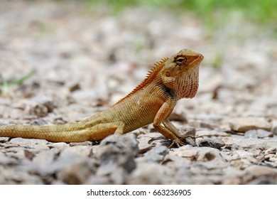 close up lizard on ground