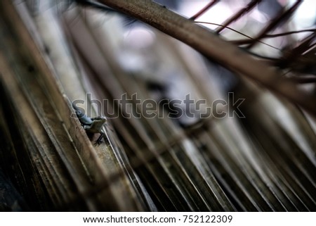 Close up of lizard on pattern background with space
