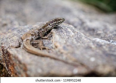 American Alligator Mostly Submerged Shallow Water Stock Photo (edit Now 