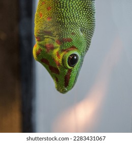 A close up of a lizard's head