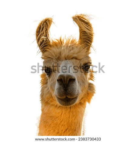 Close up of llama against white background
