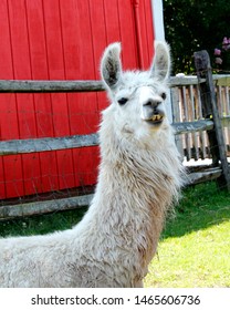 buck tooth llama