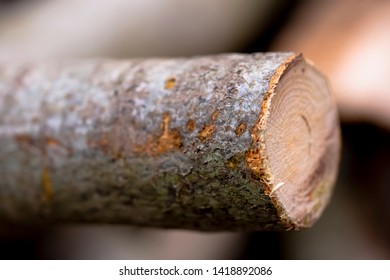 Close up of log cross section profile.