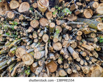 close up of logs and branches
