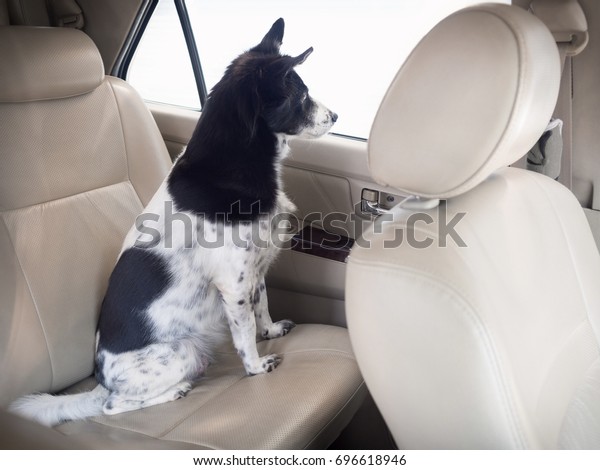 Close up of lonely\
dog waiting for the owner in the car. Blank space outside the\
window for art and\
design.