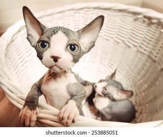 Close up Lonely Sphynx Kitten In a Wooden Basket Looking Afar with Wide Open Eyes. - Powered by Shutterstock