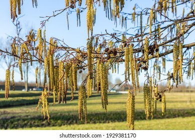 Close up of long catkins and old seed pods of a Black alder tree, Alnus glutinosa, against a blurred background