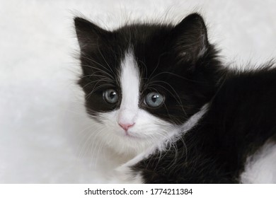 Imagenes Similares Fotos Y Vectores De Stock Sobre Cat In The House Shutterstock