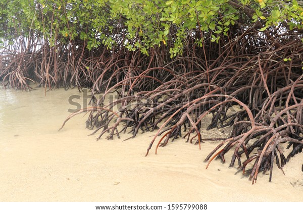 Close up of long\
mangrove tree roots. Mangrove at low tide. Mangrove and roots on\
sand, Lombok, Indonesia. Red mangrove, Rhizophora mangle. Best\
background for your\
project.