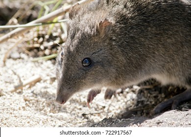 Close Up Of A Long Nosed Potoroo