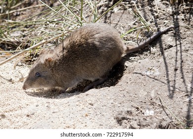 Close Up Of A Long Nosed Potoroo