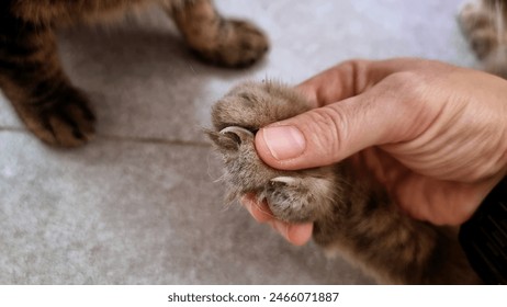 Close up at long and sharp nail when owner pushing out the claws preparing for trim cat's nail