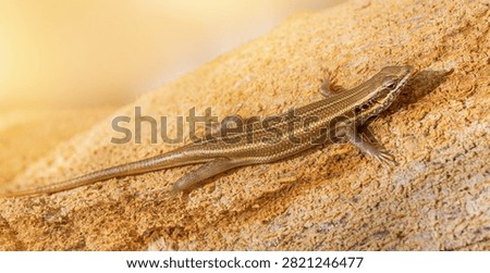 Close Up of Long Tailed Skink Lizard Basking on Rough Tree Bark Texture, Exotic Reptile and Wildlife in Natural Habitat, Detailed Scales of Wild Animal, Biodiversity Concept