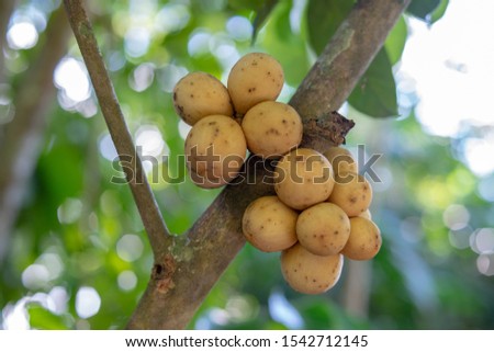 Close up of longkong fruit from green longkong trees. When it is time to harvest, the longkong will turn into a bright yellow color. And blur image of bokeh leaf longkong tree green color background.