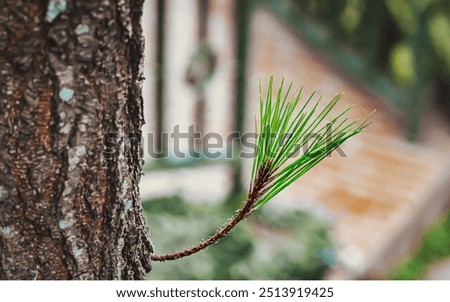 Close up of Longleaf pine branches just growing on a large tree
