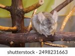 Close up of long-tailed chinchilla (chinchilla lanigera) (outdoor), Izu Shaboten Zoo, Shizuoka, Japan