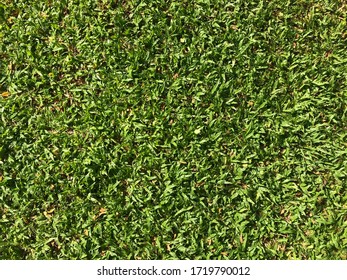 A Close Up Look From Above Of Thick And Wide Leaves Of Malaysian Grass Lawn In Warm Morning Yellow Sun Light In Public Park Ground In Bangkok, Thailand.
