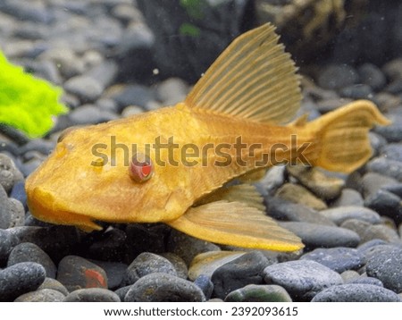 close up look of albino pleco fish 
