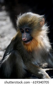 A Close Up Look At A Baby Mandrill Monkey.