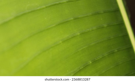 close up look of a banana leaf washing powder - Shutterstock ID 2368813287