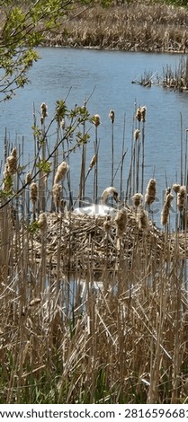 Close Look at a Bird