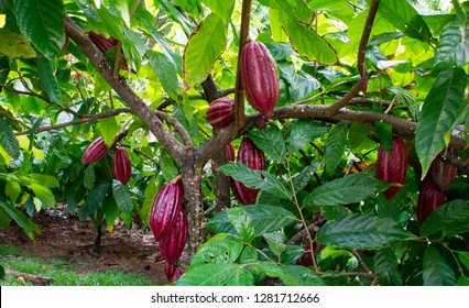 A close up look at cacao pods ripening to red on cacao trees on a chocolate farm on Kauai, Hawaii. 