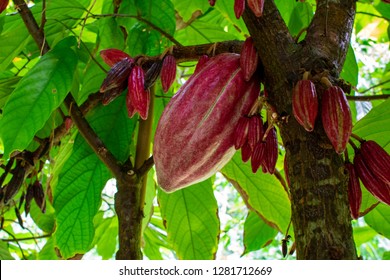 A close up look at cacao pods ripening to red on cacao trees on a chocolate farm on Kauai, Hawaii. 
