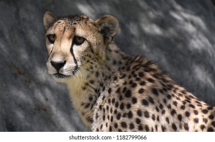 Up close look at the face of a cheetah cat.