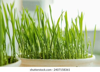 Close up look of fresh wheat grass after water spray in home garden. Very healthy to consume everyday and detox. - Powered by Shutterstock