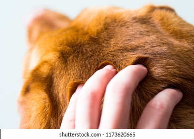 Close Up Look Of Hand Petting Brown Red Fox Labrador Retriever Dog. Touch, Pat And Scratch Treat, With Hand Over The Top Of Its Head. Top View Of Dog Head Gentle Massage Fondle On Dog Fur