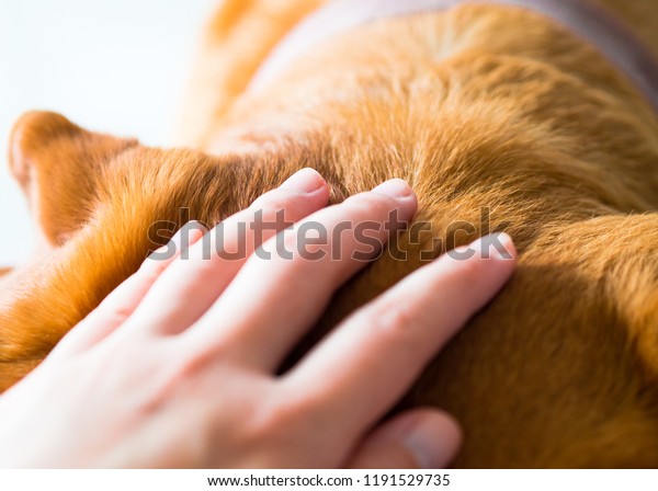 Close Look Hand Petting On Brown Stock Photo (Edit Now) 1191529735