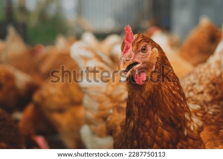 A close up look of healthy Chicken or hen , Concept of caring farming or agriculture. An eco-friendly or organic farm. Free cage hen, happy and healthy chicken in outdoor farm. slow lifestyles.