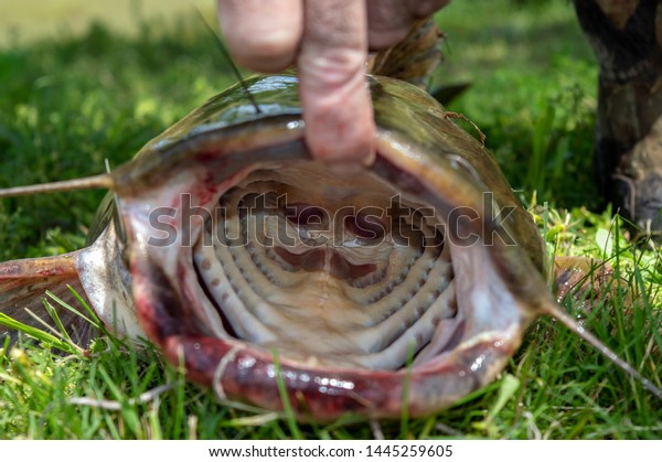 A close up look\
inside the large mouth of a catfish held open by the fisherman. A\
catfish has a mouth that is turned downward because they are bottom\
feeders. Bokeh effect.