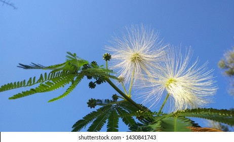 Close Look Leaves Stringy White Flowers Stock Photo 1430841743 ...