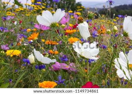 Similar – Foto Bild Mohn in Blumenwiese Natur