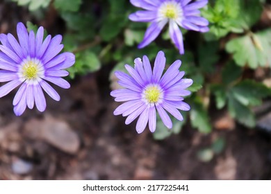 Close up look on an Anemone blanda also known as the Balkan anemone, Grecian windflower or winter windflower.