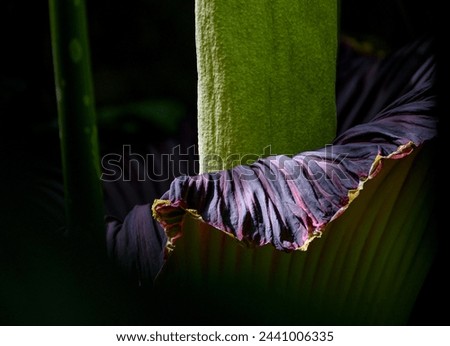 A close look at the spathe and spadix of a Corpse Flower in bloom in a greenhouse with sun shining down on part of it.