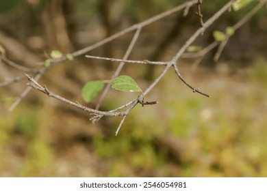 Close up look of tree branches 