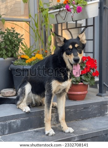 close lookup of dogs and outlook 