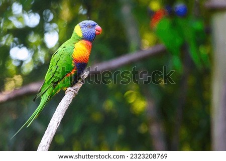 Close up of a lorikeet parrot.