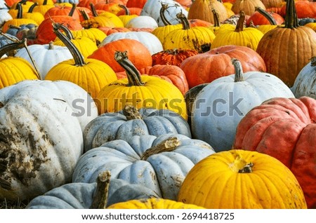 Close up lots of pumpkins, multiple varieties and colours colors. Squash, gourds, gourd, pumpkin. Orange, white, green, yellow. Stems, Halloween Thanksgiving tradition. Fall autumn October. Crop.