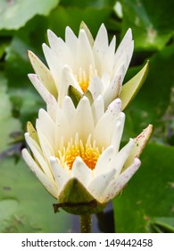 Close up lotus