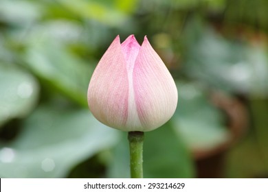 Close Up Of A Lotus Flower Bud