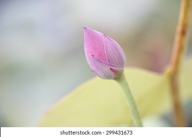 Close Up Of A Lotus Flower Bud