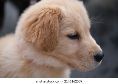 Close Up Lovely Golden Retriever Pet Dog Head Profile Face