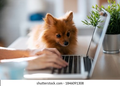 Close up of lovely little dog looking the laptop while her young owner working with him in living room at home. 