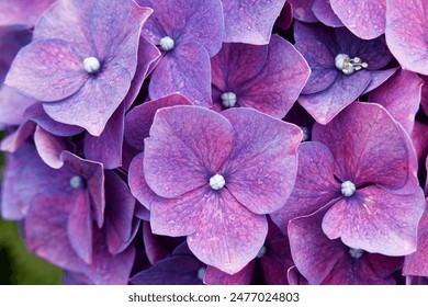 Close up of lovely purple Hydrangea macrophylla (aka bigleaf or lacecap hydrangea) blooming in a flower garden in Zhuzihu area, in Yangmingshan National Park, Taipei City, Taiwan - Powered by Shutterstock