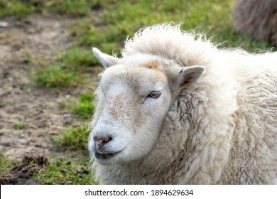 1,115 Cheep animal Images, Stock Photos & Vectors | Shutterstock