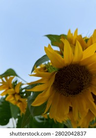 Close up low angle shot of a vibrant yellow sunflower blooming beautifully against a clear blue sky background.