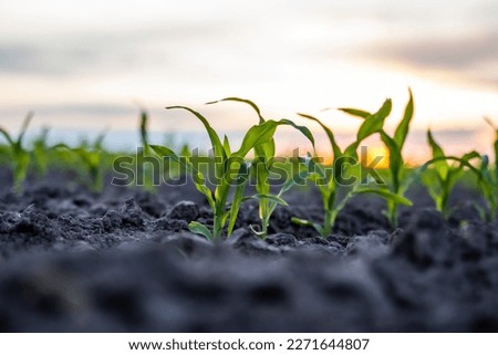 Close up low angle view at row of young corn stalks at field spring time in a sunset. Stock photo © 